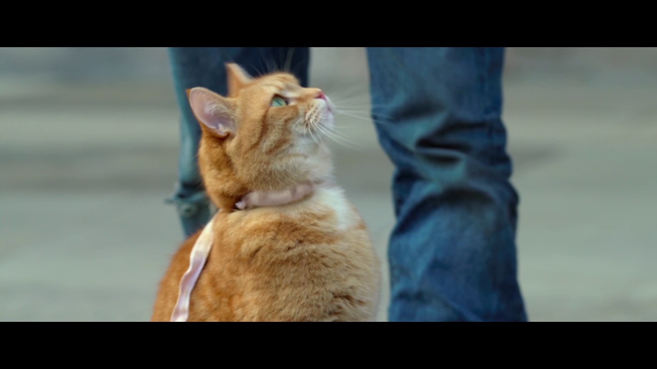 Wideo do filmu Kot Bob i ja — A Street Cat Named Bob - Getting the Punters In Clip - At Cinemas Now
