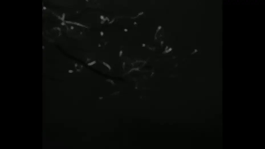 Wideo do filmu Lab 1 — Lab 1 (2026)