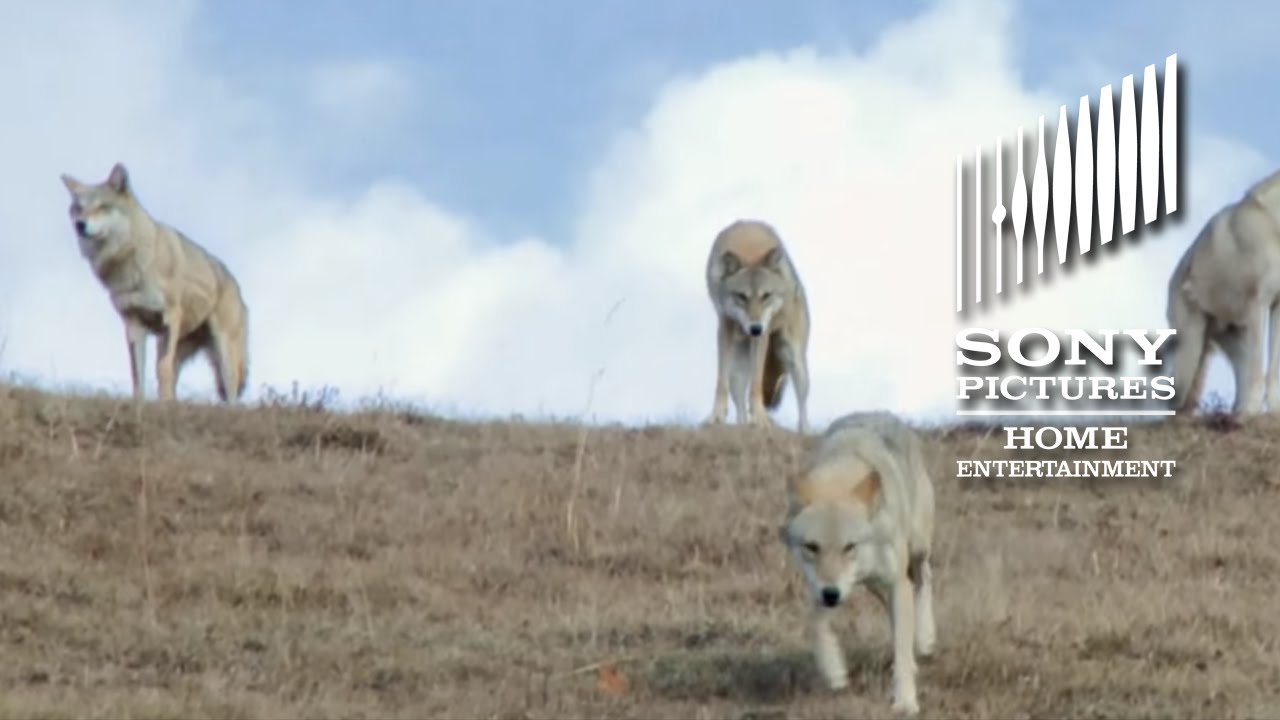 Wideo do filmu Wilczy Totem — Wolf Totem - On Blu-ray 12/15!