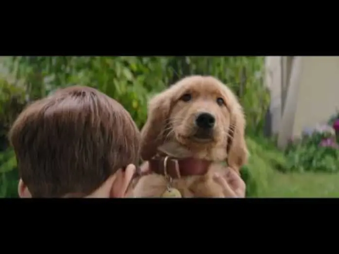 Wideo do filmu Był Sobie Pies — MES VIES DE CHIENS - Extrait - "Bailey, Bailey, Bailey" - VF