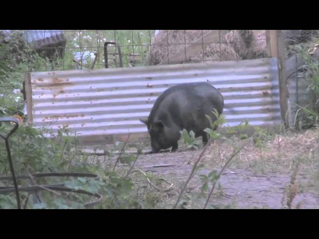 Wideo do filmu Bestie z południowych krain — Featurette: "Aurochs"