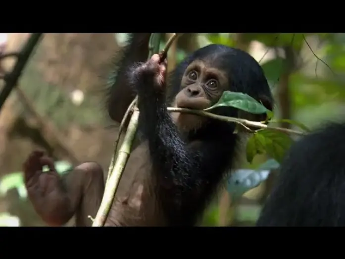 Wideo do filmu Szympans — Chimpanzee Official Trailer