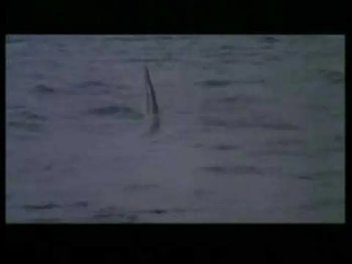 Wideo do filmu Cruel Jaws — CRUEL JAWS (1995) Trailer