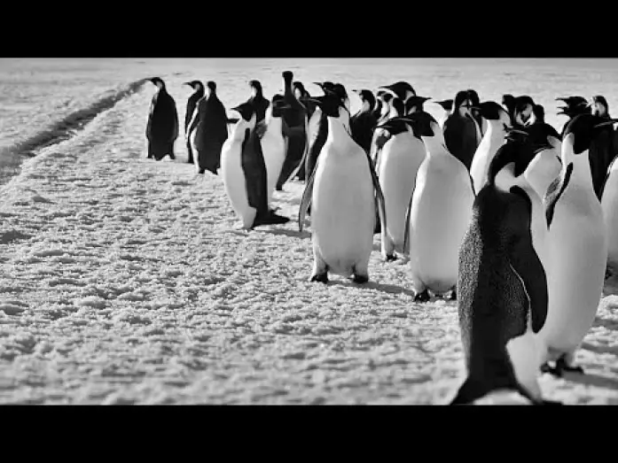 Wideo do filmu Antarktyda wzywa — RÜCKKEHR ZUM LAND DER PINGUINE | Trailer deutsch german [HD]
