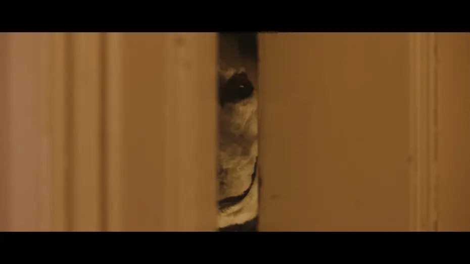 Wideo do filmu Dobry piesek! — Oficjalny polski zwiastun
