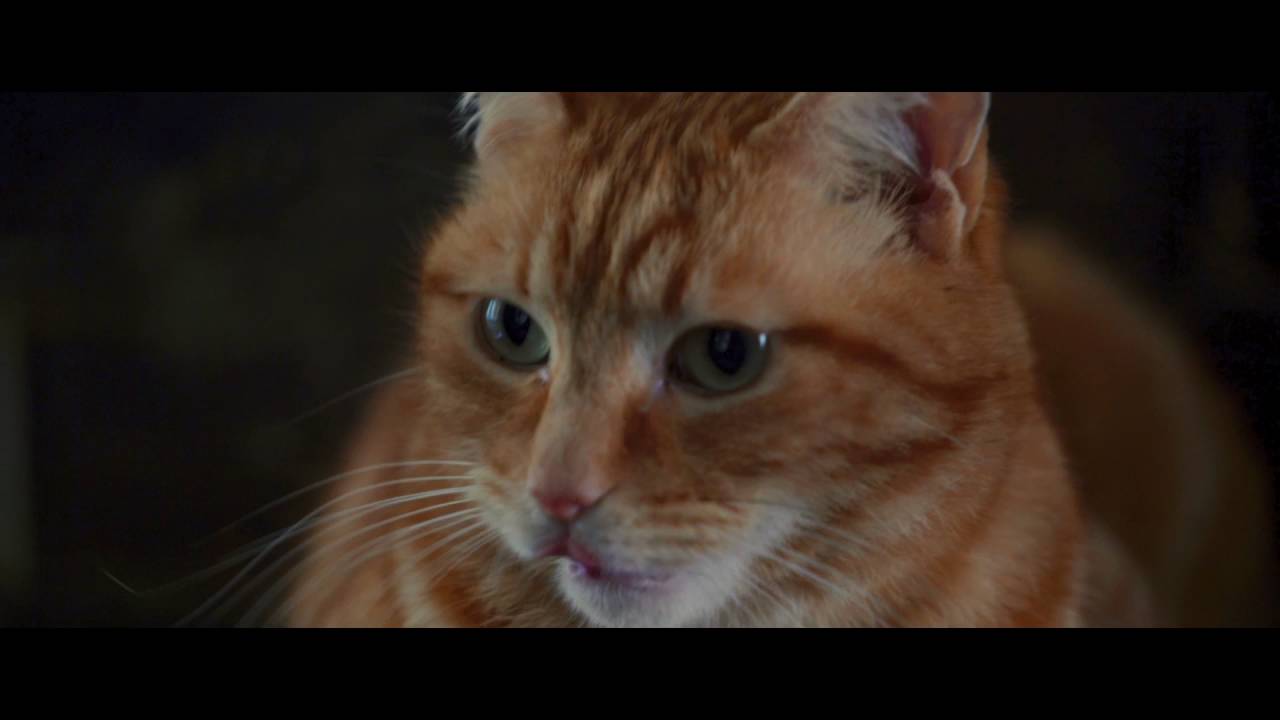 Wideo do filmu Kot Bob i ja — A Street Cat Named Bob - Stairwell Clip - At Cinemas November 4