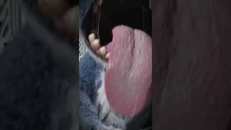 Wideo do filmu Lilo i Stich — Caught on camera