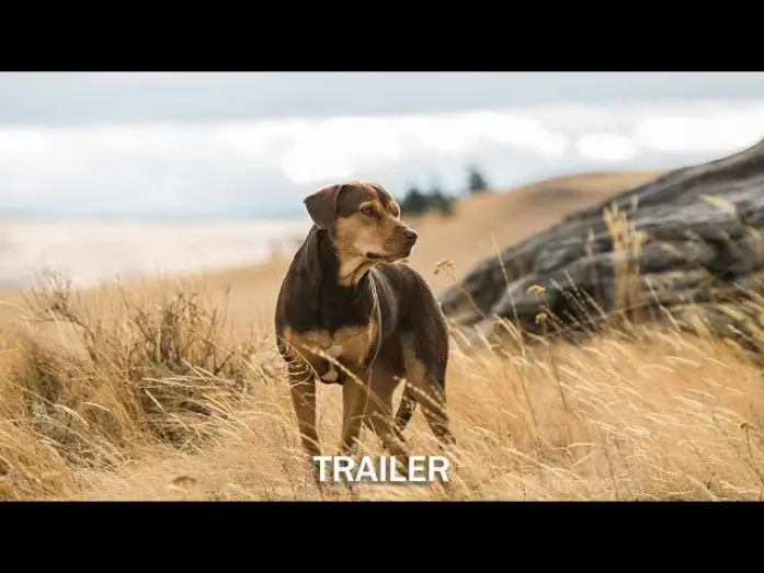 Wideo do filmu O psie, który wrócił do domu — DIE UNGLAUBLICHEN ABENTEUER VON BELLA - Trailer - Ab 24.1.19 im Kino!