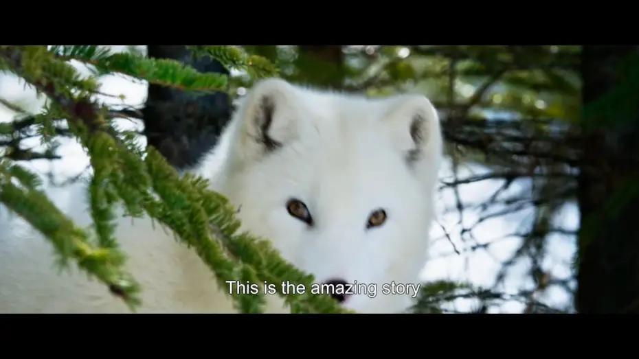 Wideo do filmu Kina i Yuk — Trailer [Subtitled]