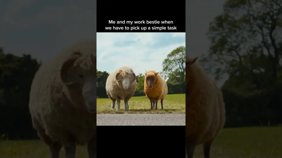 Wideo do filmu Sprawiedliwość owiec — Everything is a two person job.
