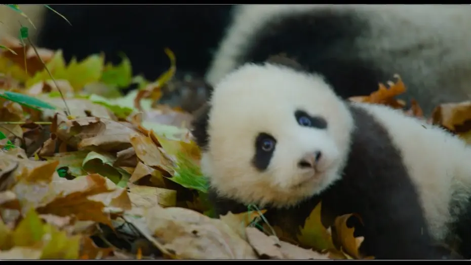 Wideo do filmu Born in China — Disneynature's Born in China Official US Trailer