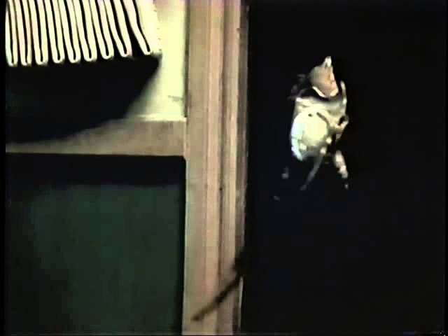 Wideo do filmu Mutant 2 — Mimic 2 (2001) Teaser 2 (VHS Capture)
