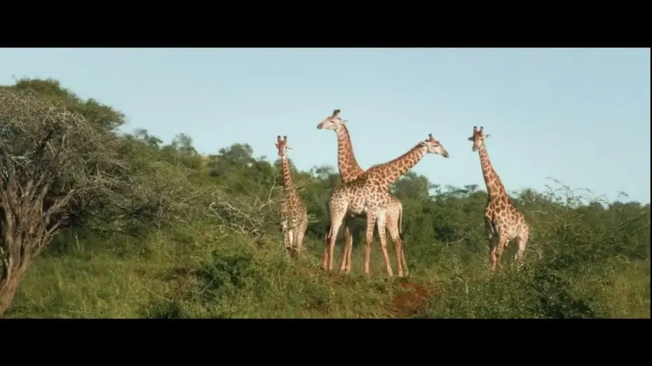 Wideo do filmu Młodzi detektywi i zagadka nosorożca — Trailer - Be a Wildlife Advocate!