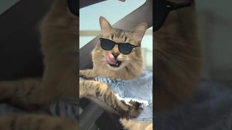 Wideo do filmu Złodziej z przypadku — Cat Chase