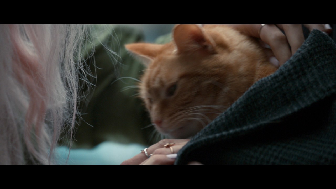 Wideo do filmu Kot Bob i ja — Уличный Кот По Кличке Боб - Trailer