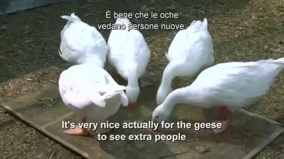Wideo do filmu Kopciuszek — Cenerentola - Addrestare le oche - Pod dal film | HD