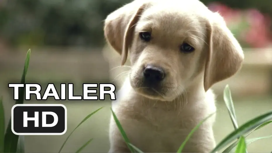 Wideo do filmu クイール — Quill The Life of a Guide Dog Official Trailer #1 (2012) HD Movie