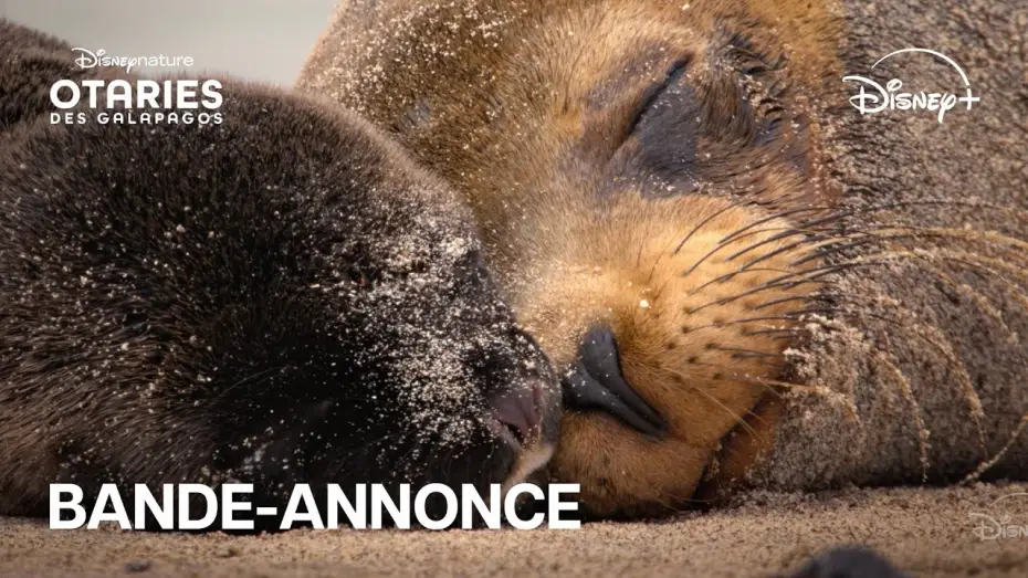 Wideo do filmu Lwy morskie z wysp Galapagos — Otaries des Galápagos - Bande-annonce officielle [VOST]