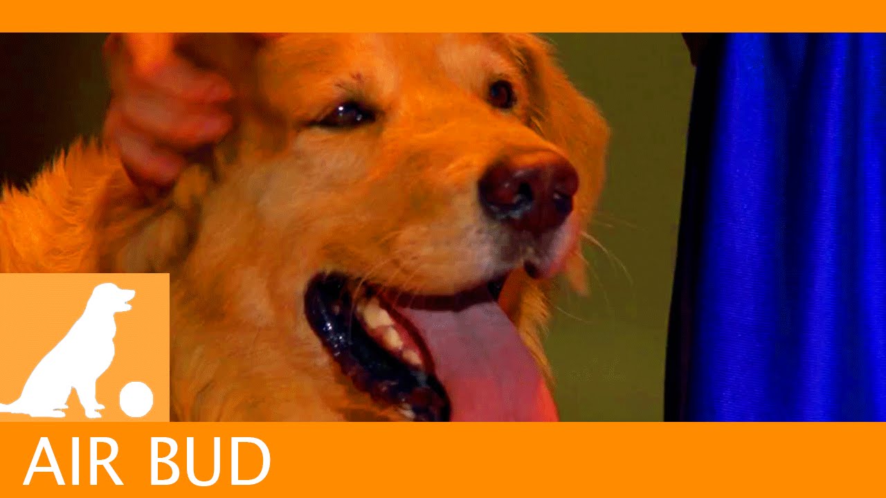 Wideo do filmu Koszykarz Buddy — Air Bud Sports News - Halftime Show