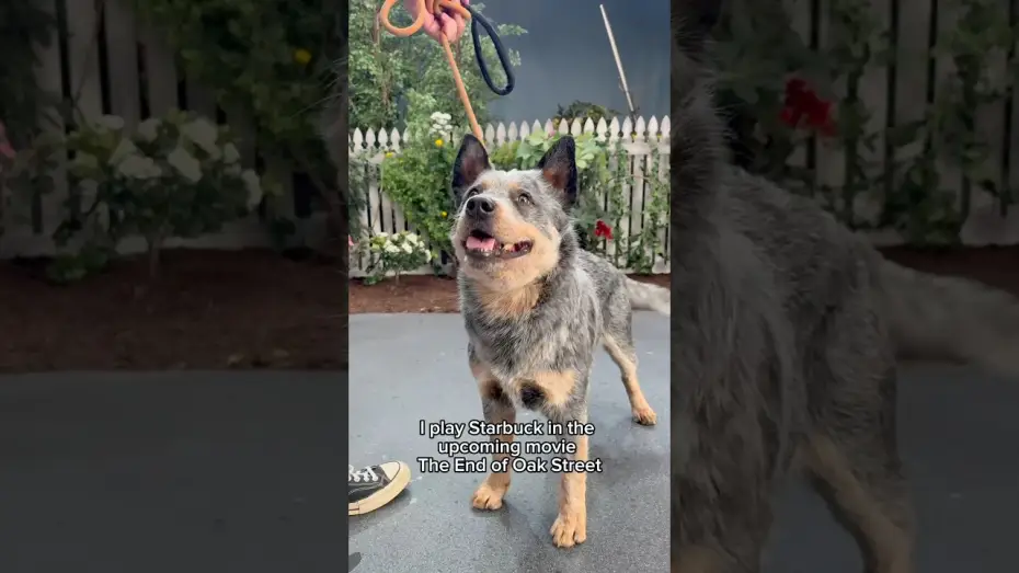 Wideo do filmu Flowervale Street — A neighborhood's best friend.