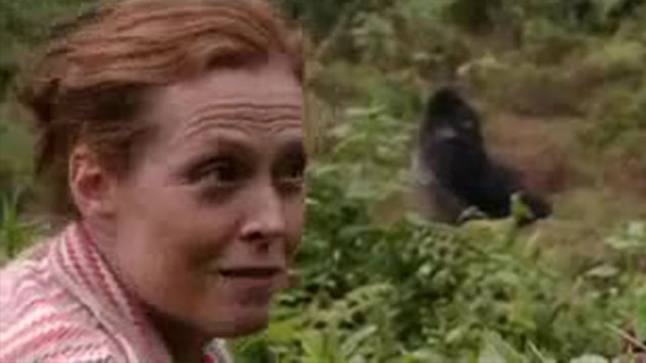 Wideo do filmu Goryle we mgle — Sigourney Weaver Reunites with the Gorillas from 'Gorillas in the Mist'