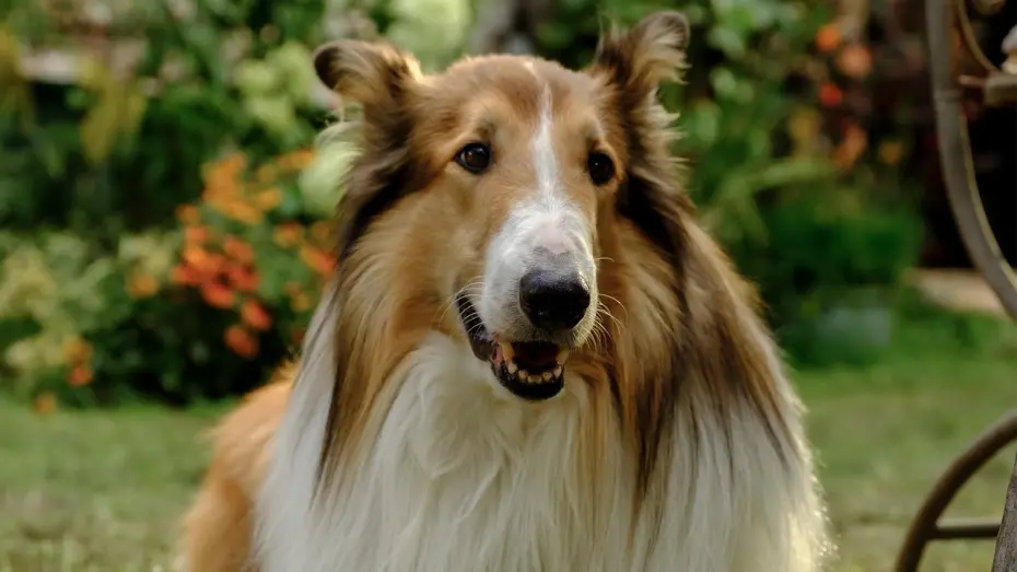 Wideo do filmu Lassie. Nowe przygody — Trailer [Dubbed]