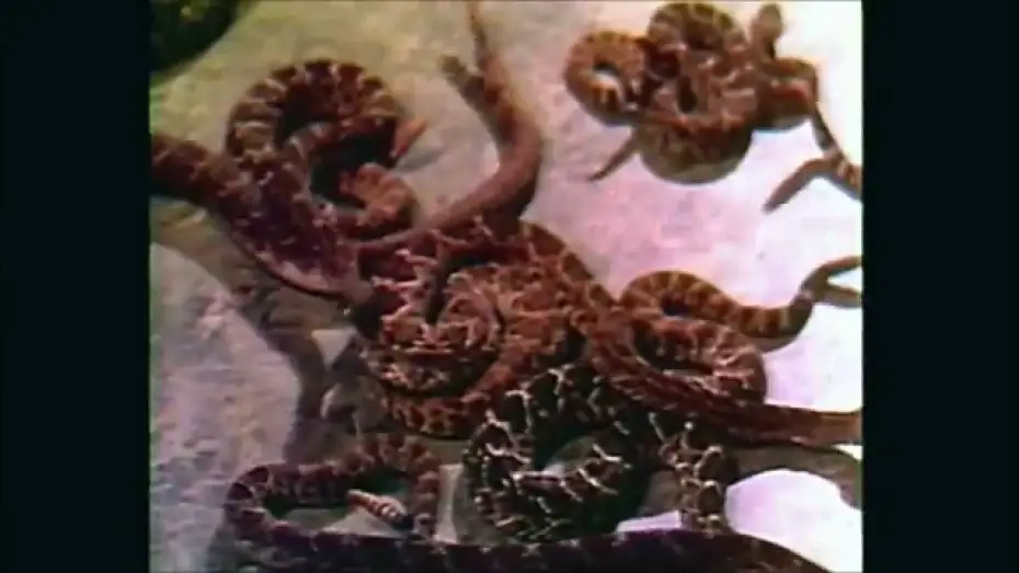 Wideo do filmu Rattlers — Rattlers (1976) - Trailer