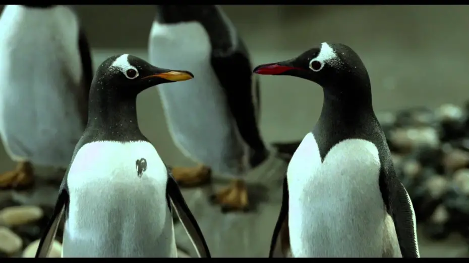 Wideo do filmu Pan Popper i jego pingwiny — International Trailer 2