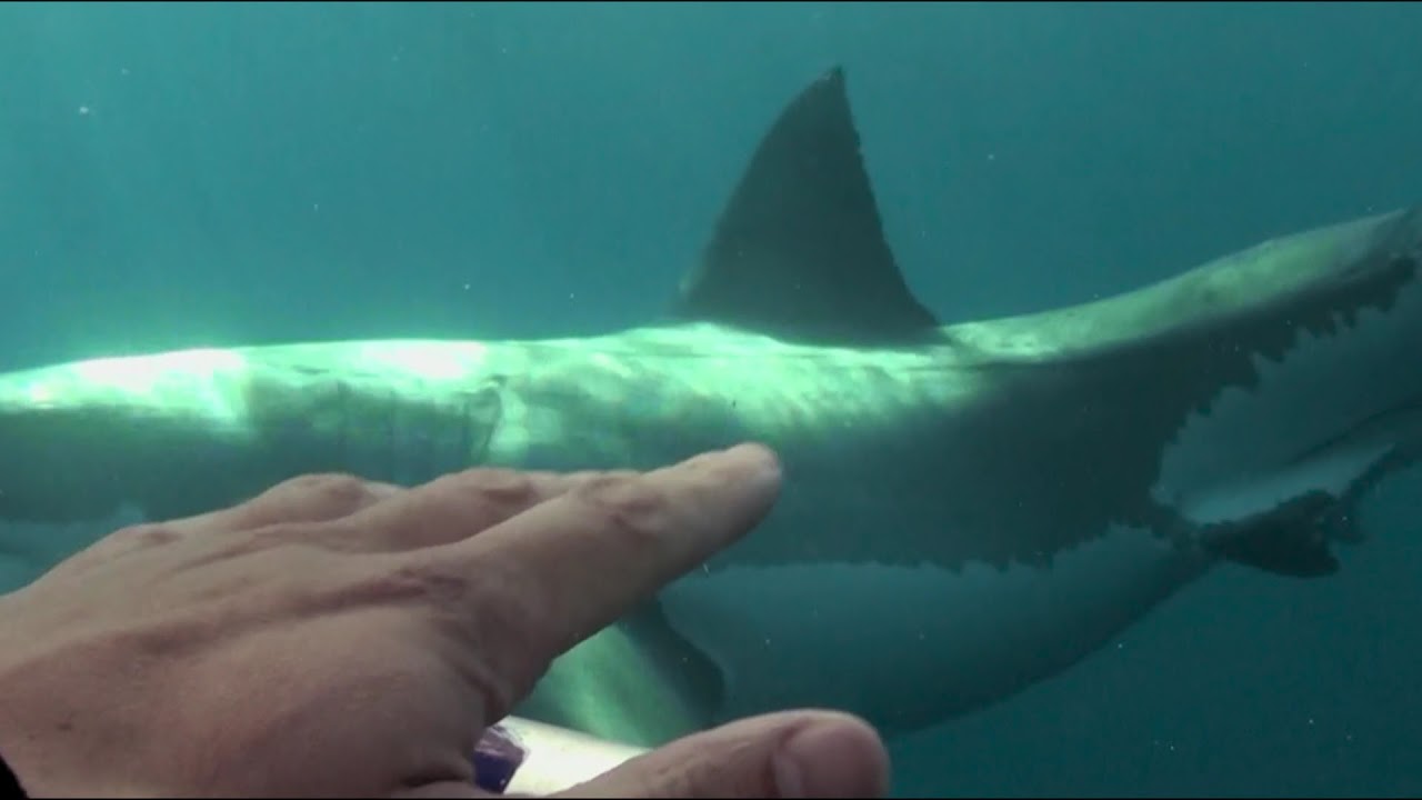 Wideo do filmu Ocean Strachu 3 — Над глубиной: Хроника выживания - Trailer