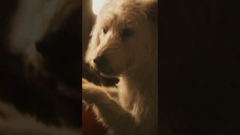 Wideo do filmu Supergirl — Still the goodest boy in the galaxy.