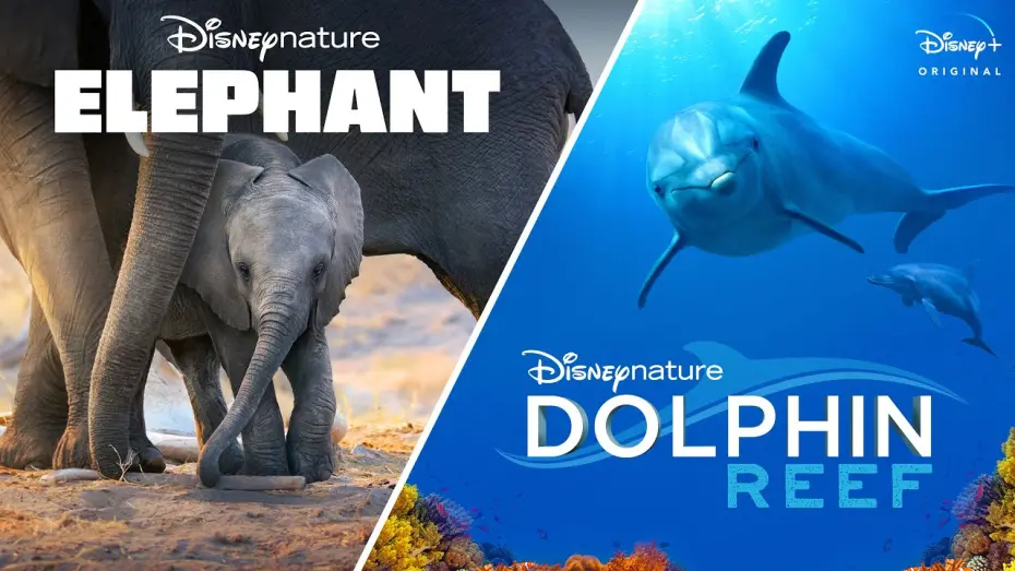 Wideo do filmu Śladami słoni — Disneynature’s Elephant & Dolphin Reef | Official Trailer | Disney+