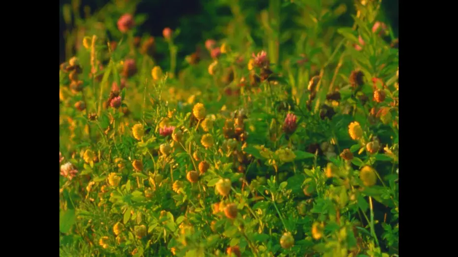 Wideo do filmu Small Mountains — Small Mountains (16mm, trailer)