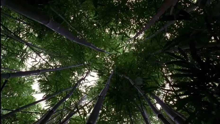 Видео к сериалу Zagubieni — LOST: Opening Scene 1x01 - Bamboo Forest