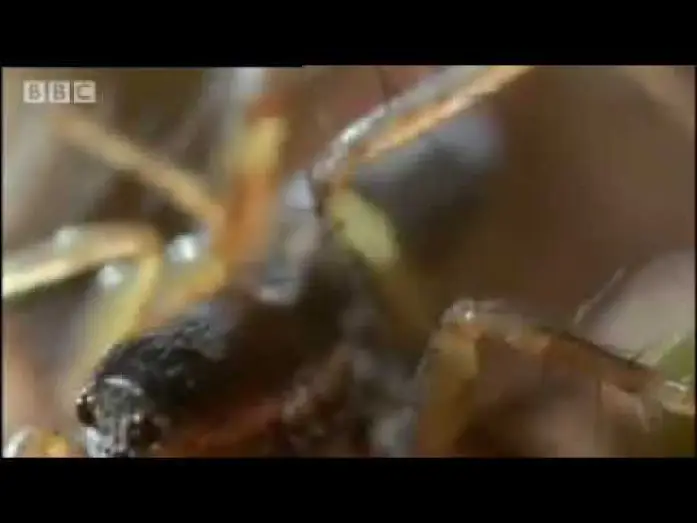 Wideo do serialu Zadziwiające życie bezkręgowców — Amazing miniature world - Sir David Attenborough's Life in the Undergrowth - BBC wildlife