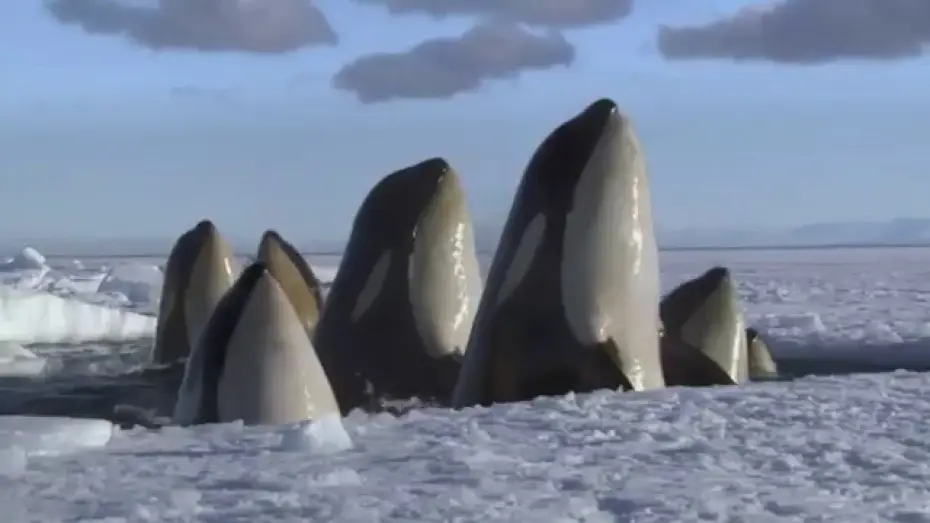 Wideo do serialu Lodowa planeta — Planeta Helado v2 I PROMO