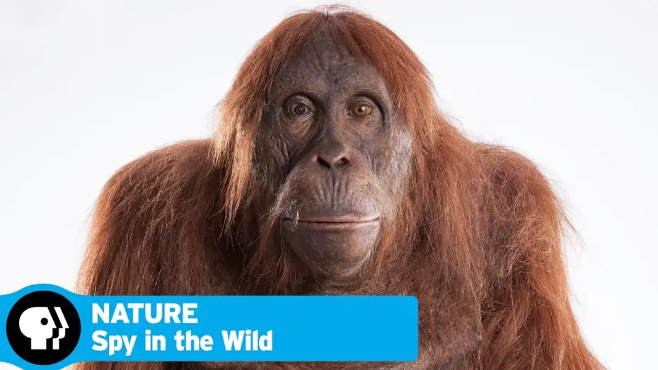Видео к сериалу Natura — SPY IN THE WILD on NATURE | Official Trailer | PBS