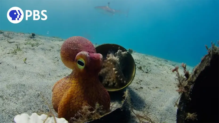 Видео к сериалу Natura — Spy Octopus Helps Friend Hide From Shark