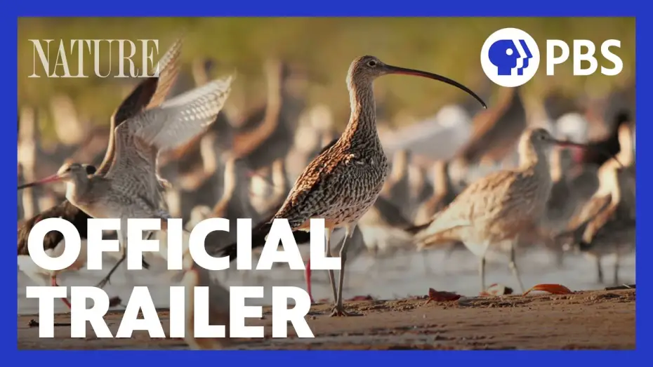 Видео к сериалу Natura — Flyways | Official Trailer | NATURE | PBS