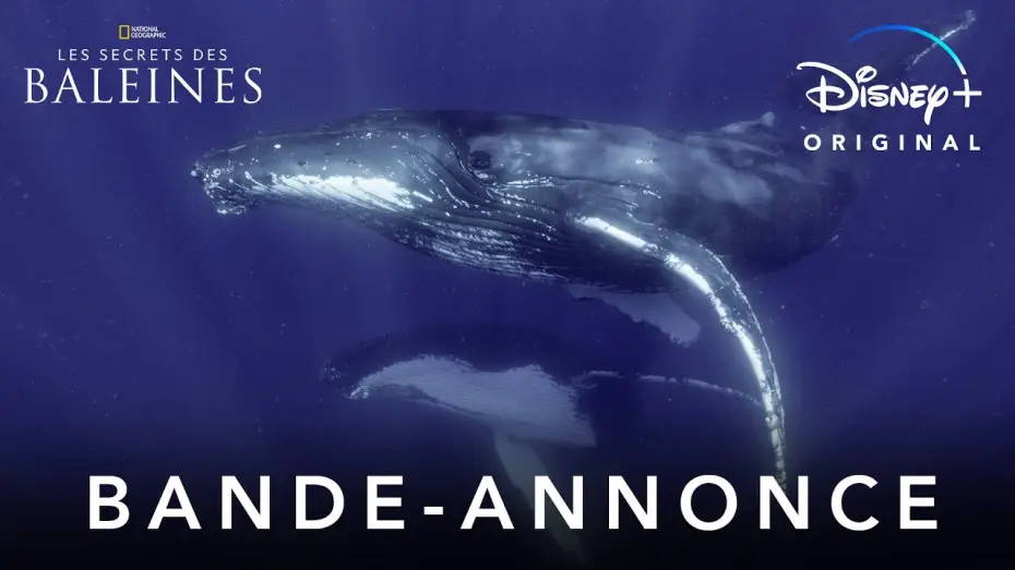 Wideo do serialu Tajemniczy świat waleni — Les Secrets des Baleines - Bande Annonce [VF]