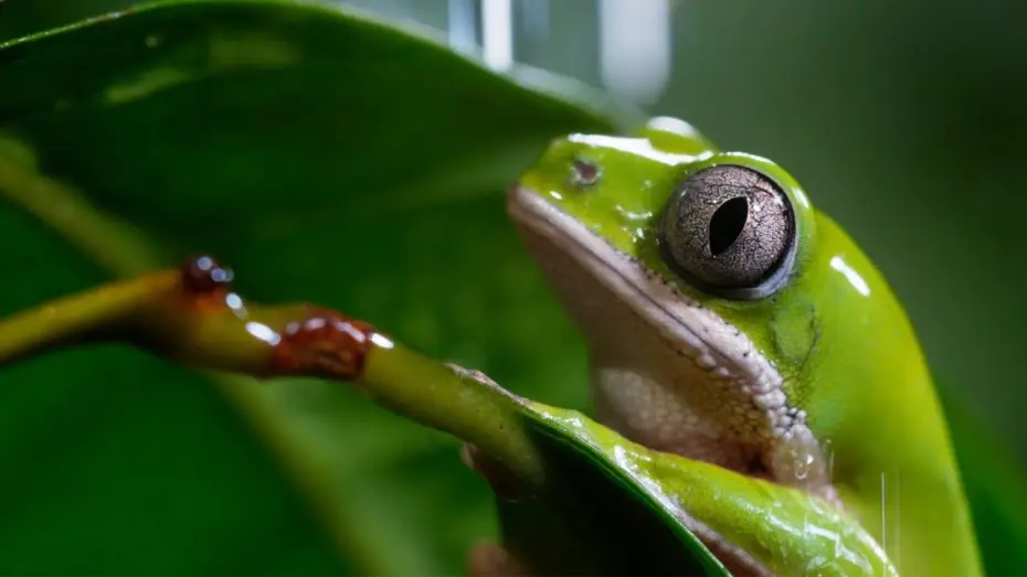 Wideo do serialu Planeta doskonała — A Perfect Planet: Extended Trailer | New David Attenborough Series | BBC Earth