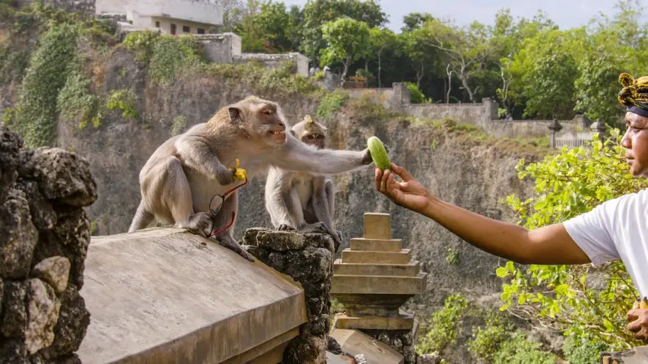 Wideo do serialu Planeta Ziemia III — The Bartering Monkeys of Bali | Planet Earth III
