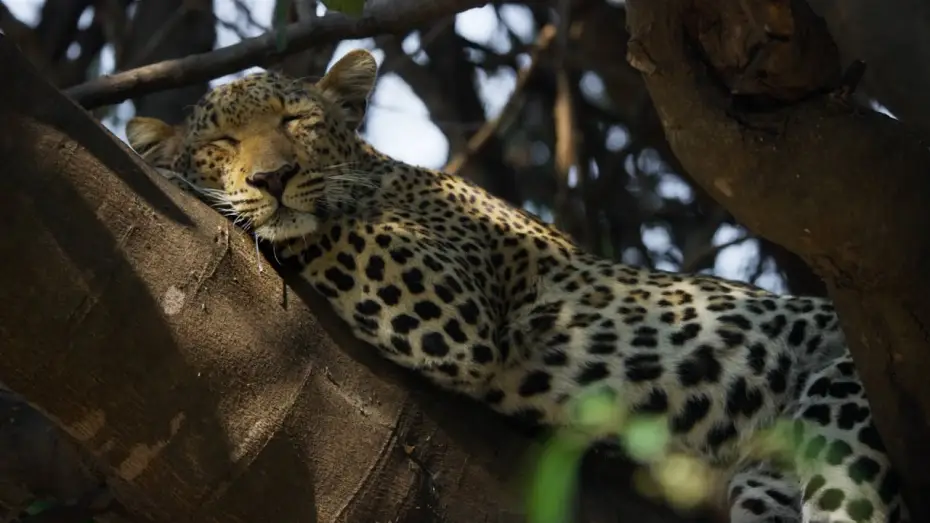 Wideo do serialu Planeta Ziemia III — 5 Ways Big Cats Are Just Like Small Cats | Planet Earth III