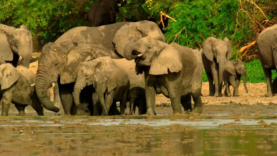 Wideo do serialu Planeta Ziemia III — Elephants Saved from Poaching Learn to Trust Again | Planet Earth III Behind The Scenes
