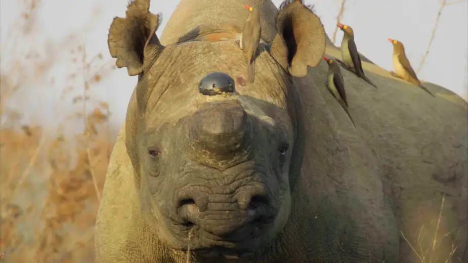 Wideo do serialu Planeta Ziemia III — Why Removing a Rhino’s Horn Might Just Save it | Planet Earth III Behind The Scenes