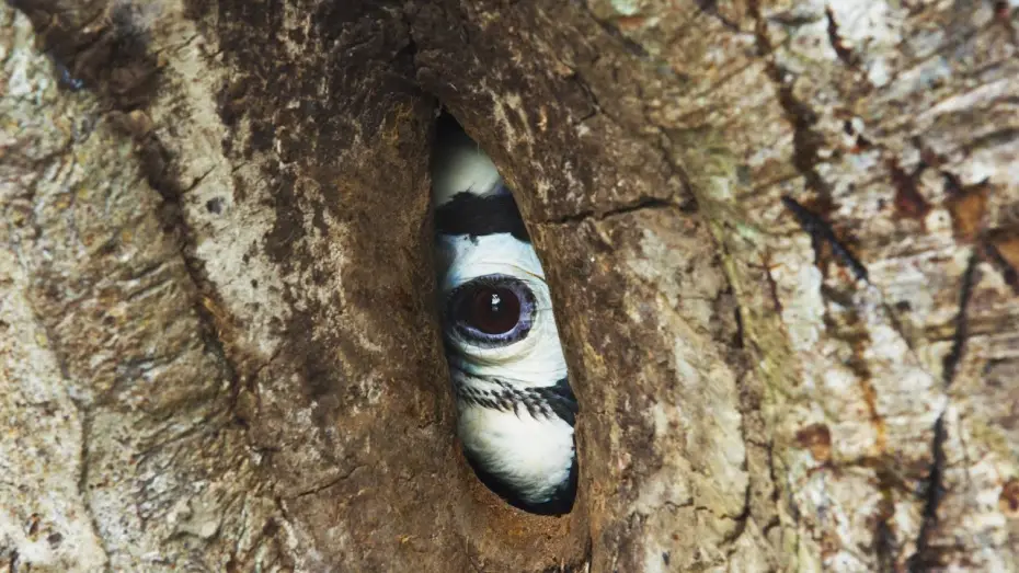 Wideo do serialu Planeta Ziemia III — Devoted Hornbill Delivers Food To Mate | Planet Earth III