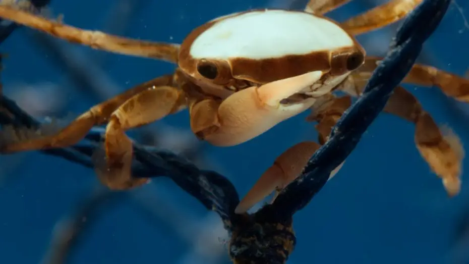 Wideo do serialu Planeta Ziemia III — Hitchhiking Crab Finds Love | Planet Earth III