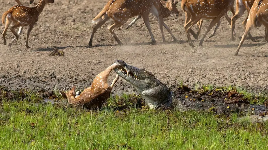 Wideo do serialu Planeta Ziemia III — Crocodile Attack at the Watering Hole | Planet Earth III