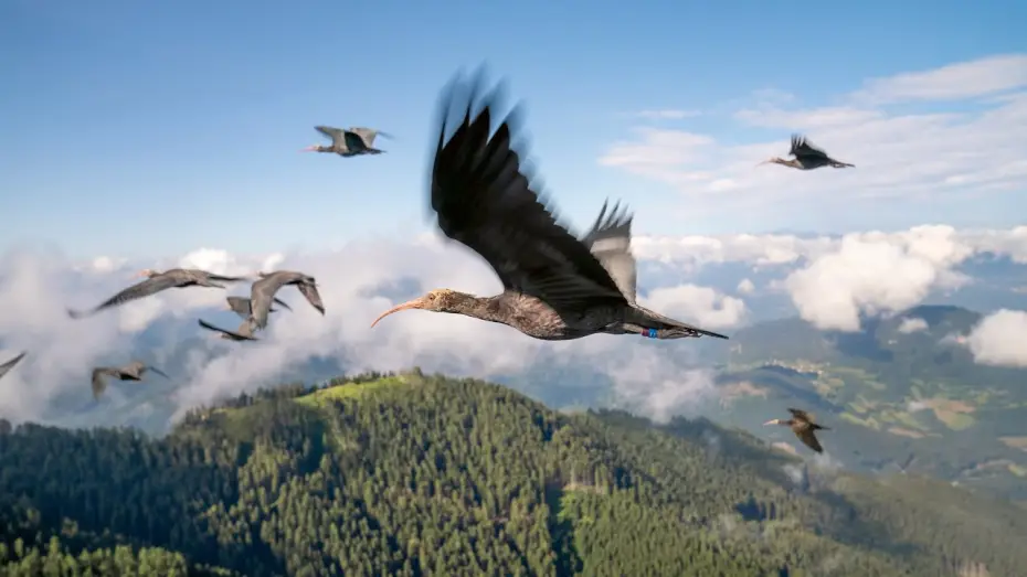 Wideo do serialu Planeta Ziemia III — Endangered Birds Learn To Fly | Planet Earth III
