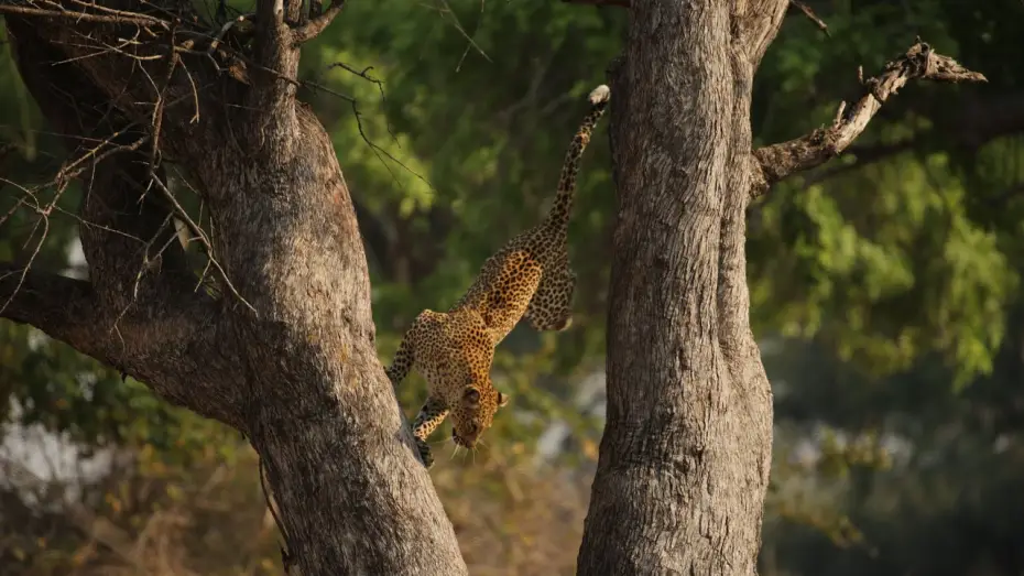 Wideo do serialu Planeta Ziemia III — Leopard Risks Death For Dinner | Planet Earth III