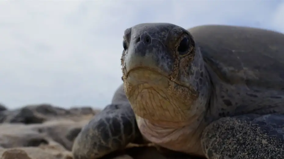 Wideo do serialu Planeta Ziemia III — Why Female Turtles are Taking Over Raine Island | Planet Earth III Behind The Scenes